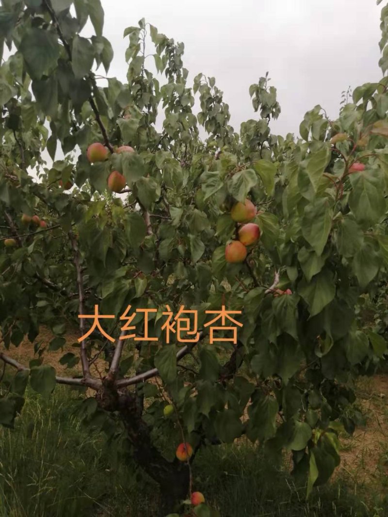红梅杏凯特杏大红袍大接杏