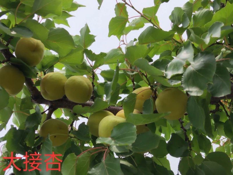红梅杏凯特杏大红袍大接杏