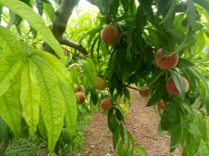 突围红不软沙红郑二郑三各种油桃大量成熟