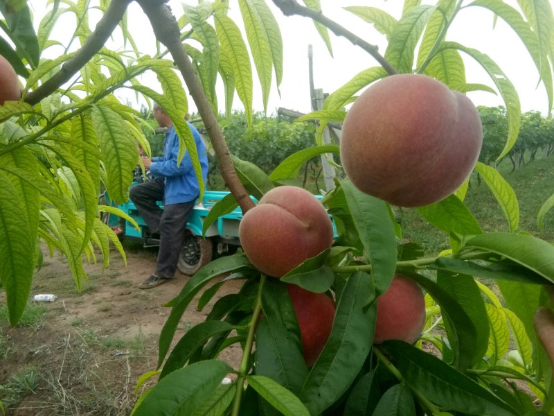 突围红不软沙红郑二郑三各种油桃大量成熟