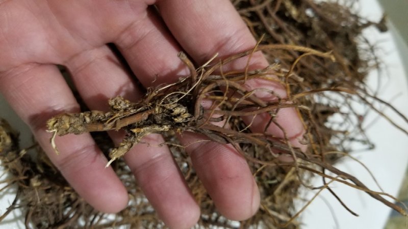 野生龙胆草紫花龙胆草根天然无污染自然晒干