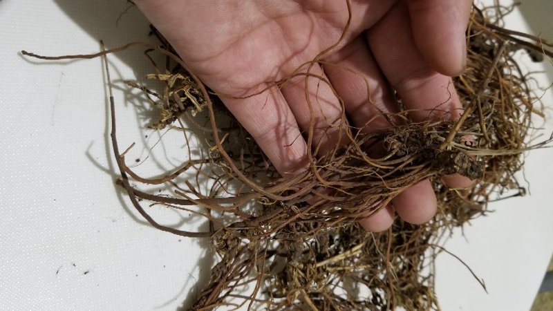 野生龙胆草紫花龙胆草根天然无污染自然晒干