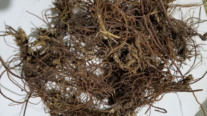 野生龙胆草紫花龙胆草根天然无污染自然晒干