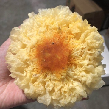 古田新鲜银耳