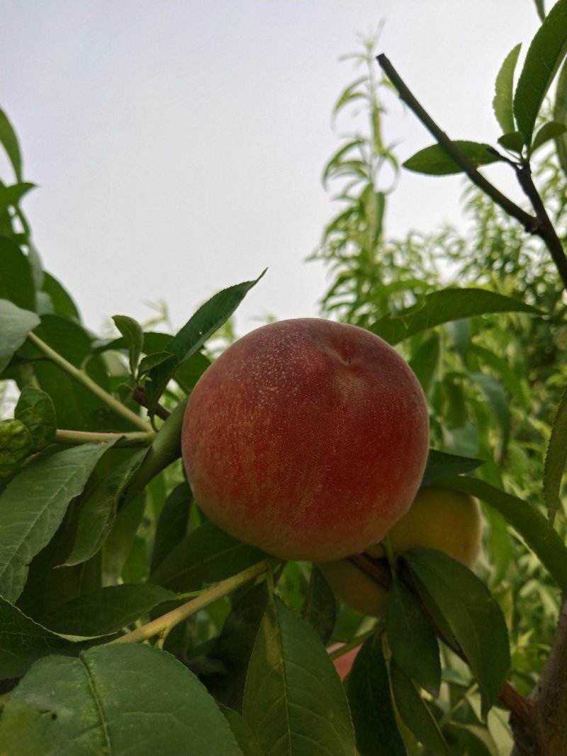 各种桃大量上市，颜色红，口感甜，专业诚信代发全国