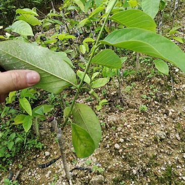番荔枝，释迦苗，水果苗，台湾水果苗，