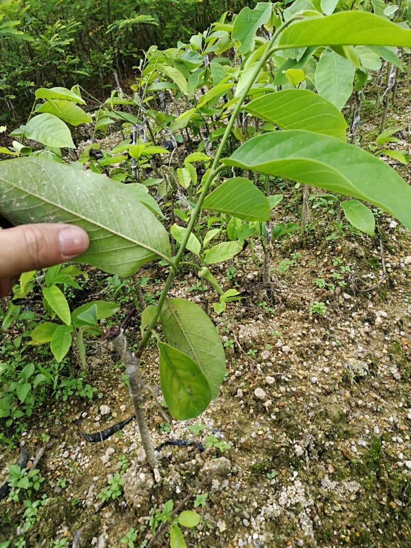 番荔枝，释迦苗，水果苗，台湾水果苗，