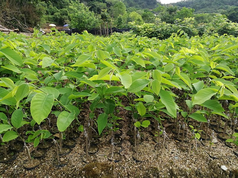 番荔枝，释迦苗，水果苗，台湾水果苗，