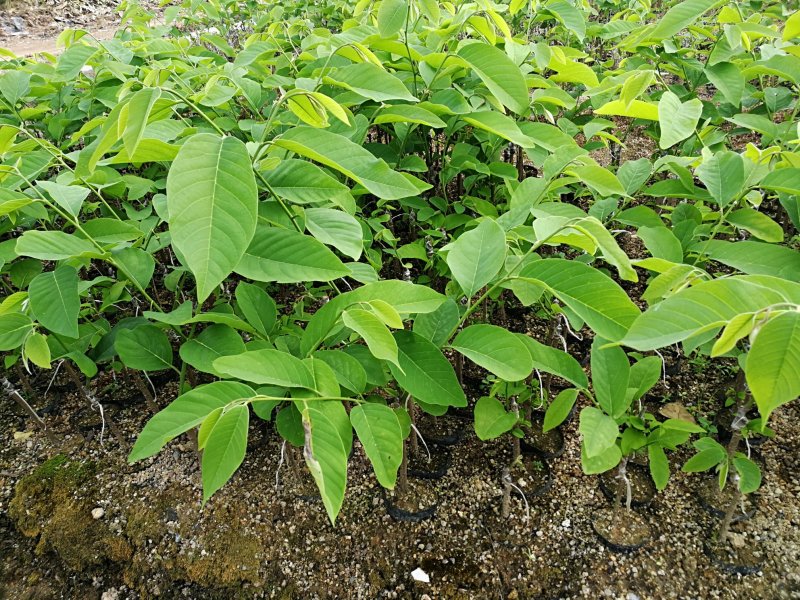 番荔枝，释迦苗，水果苗，台湾水果苗，