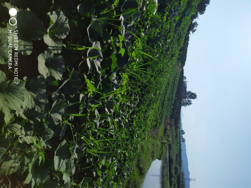 奶油南瓜