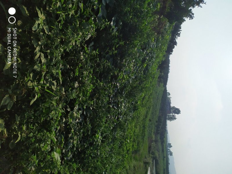 奶油南瓜