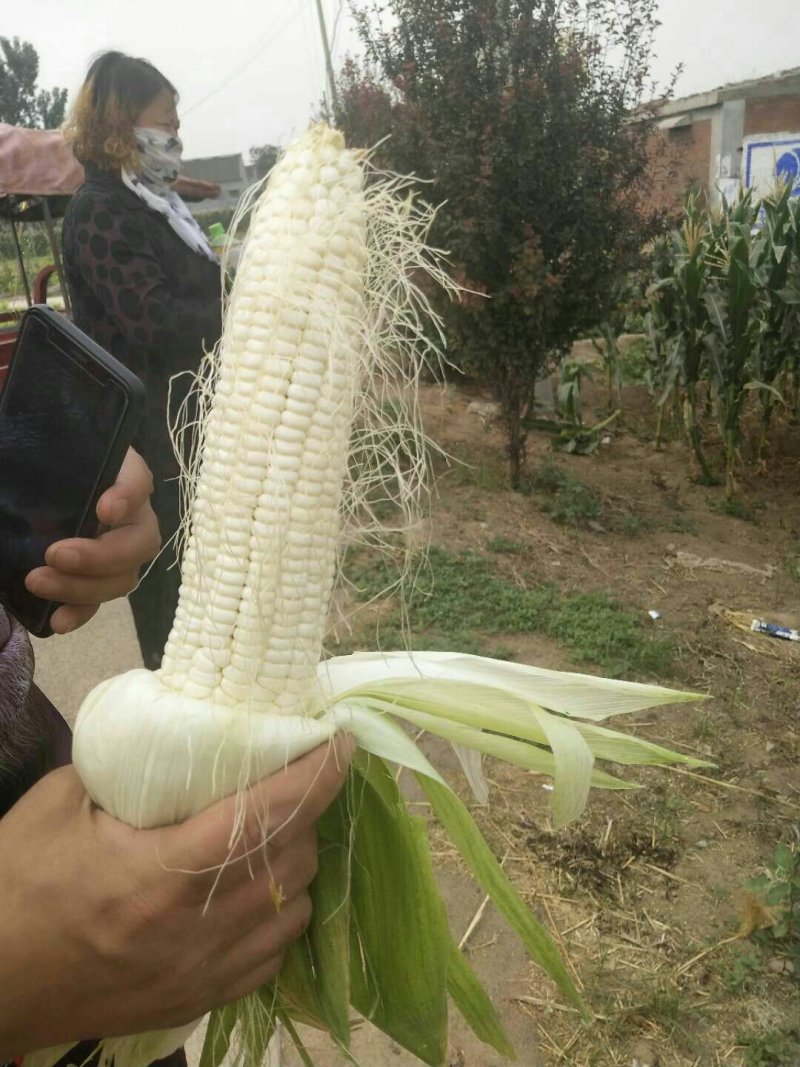 甜玉米