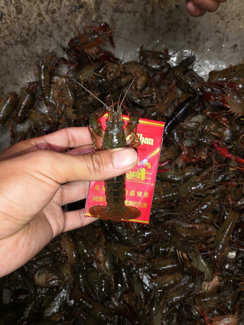 小龙虾