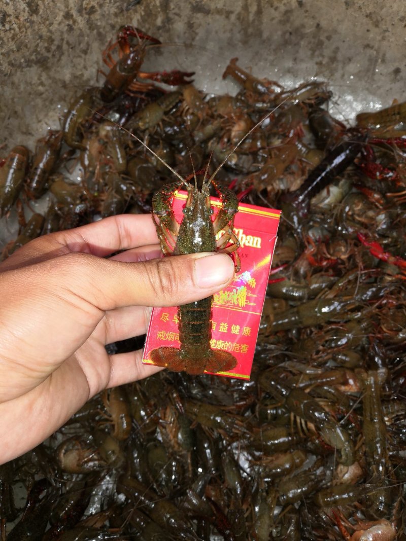 小龙虾