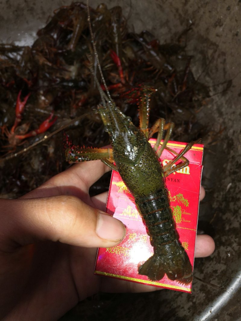 小龙虾