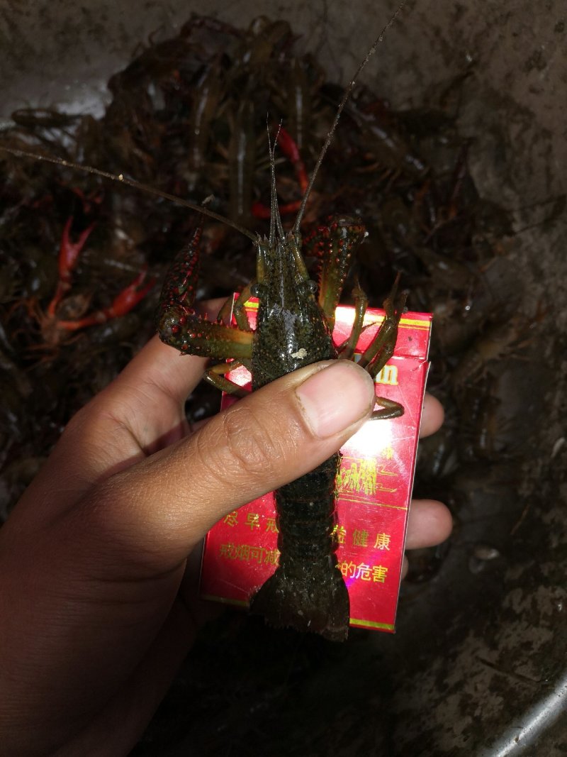 小龙虾