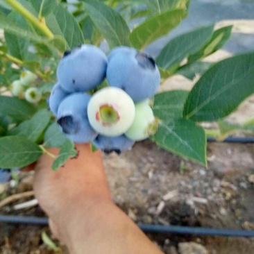 陆地蓝莓