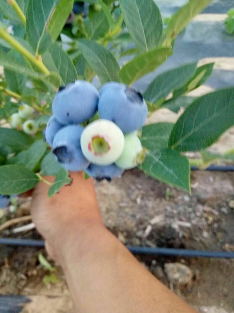 陆地蓝莓