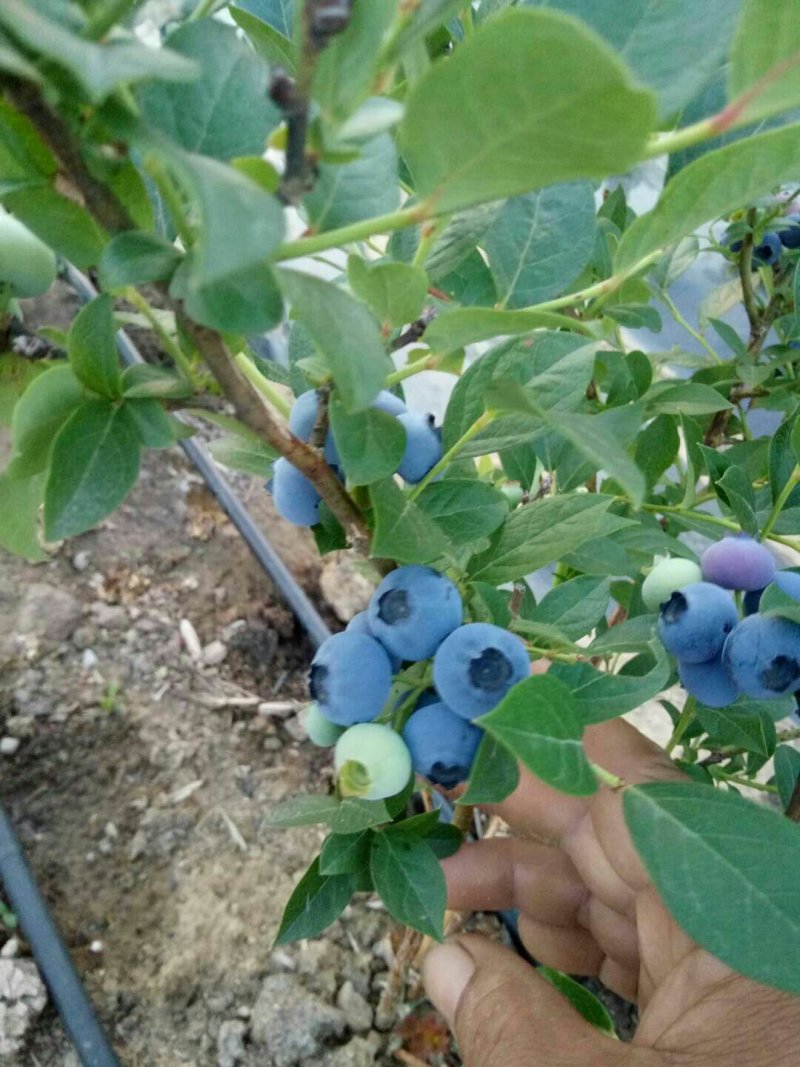 陆地蓝莓