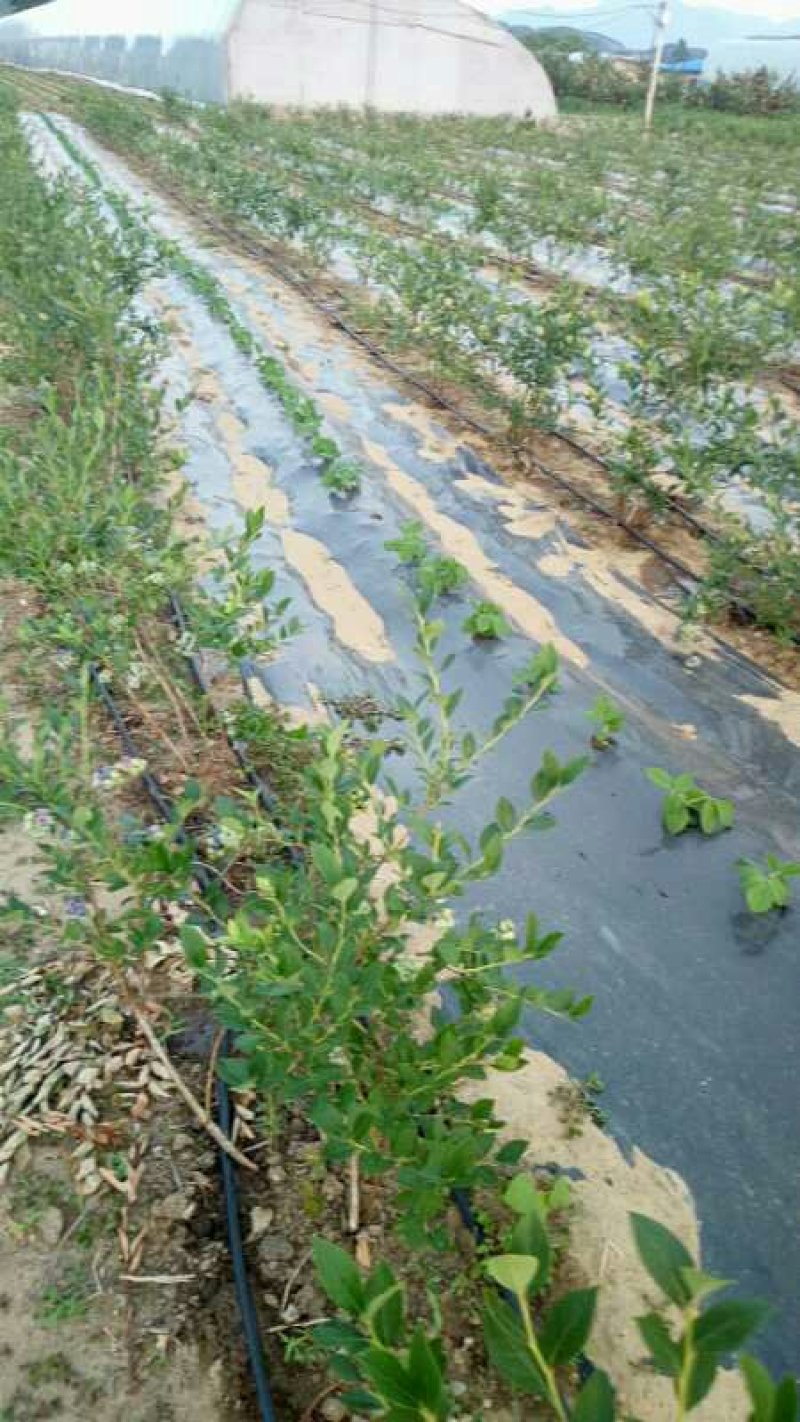 陆地蓝莓
