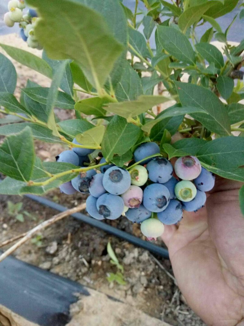 陆地蓝莓