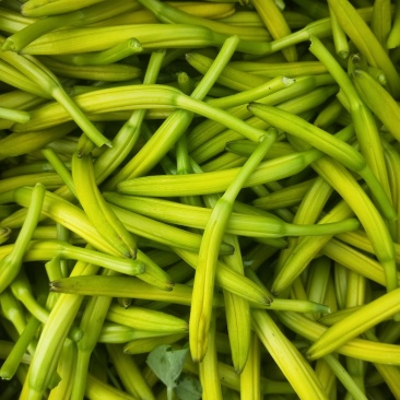 大量供应黄花菜