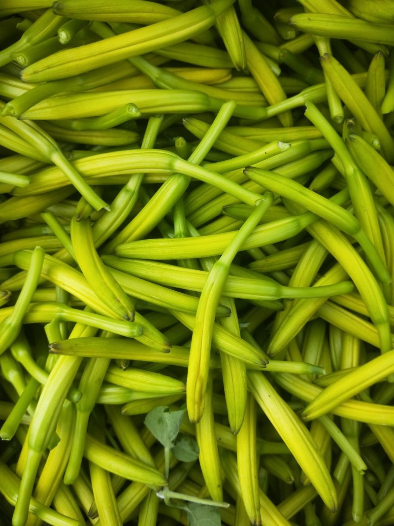 大量供应黄花菜