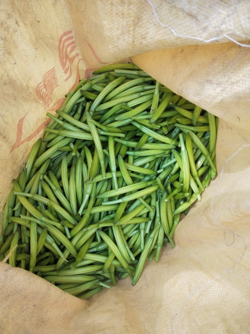 大量供应黄花菜