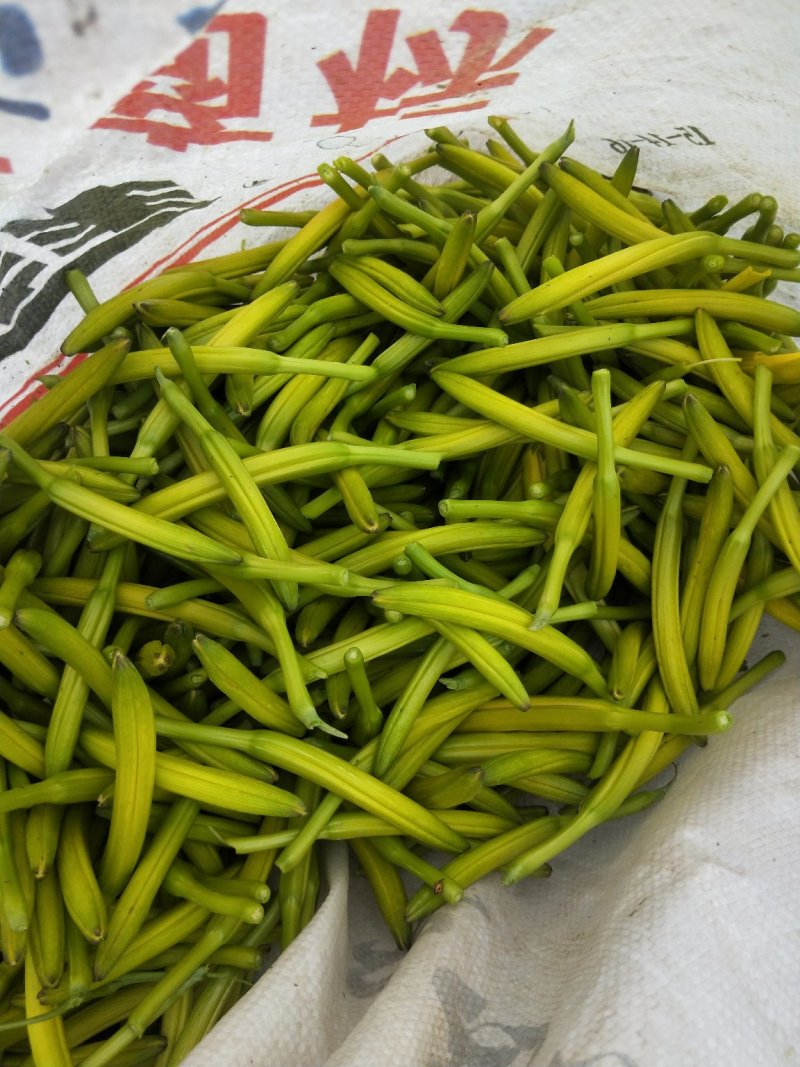大量供应黄花菜