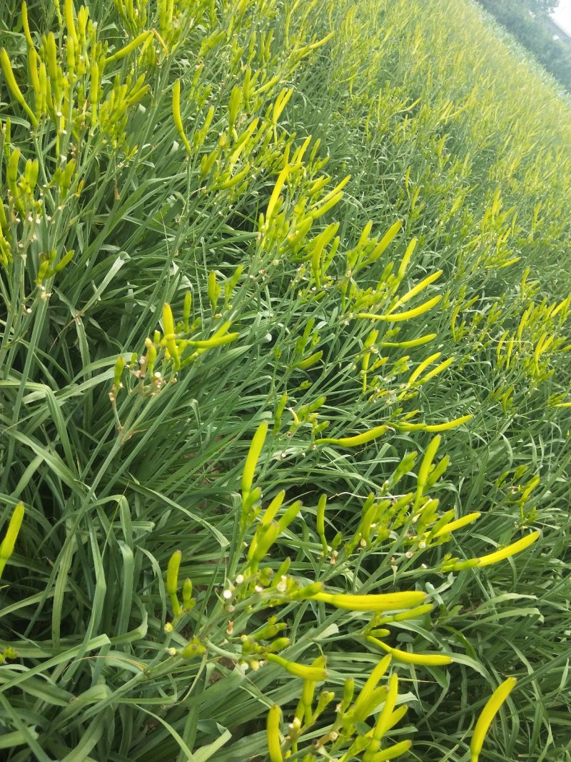 大量供应黄花菜