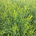 大量供应黄花菜
