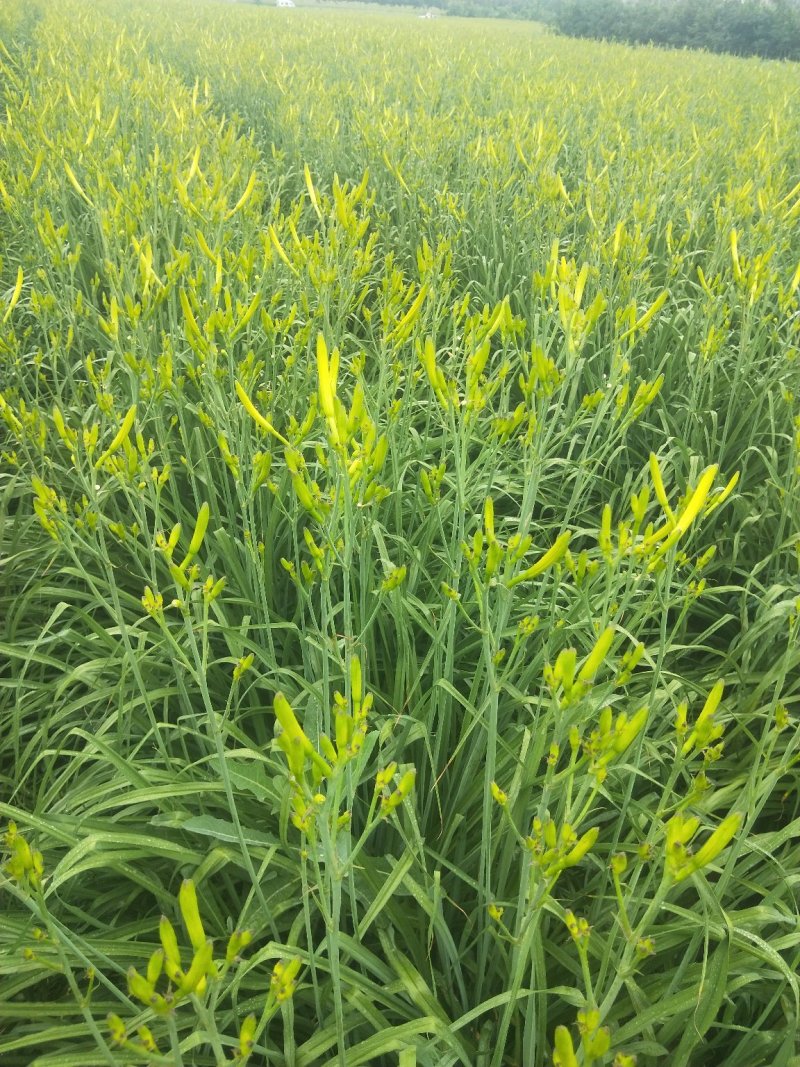大量供应黄花菜