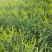 大量供应黄花菜
