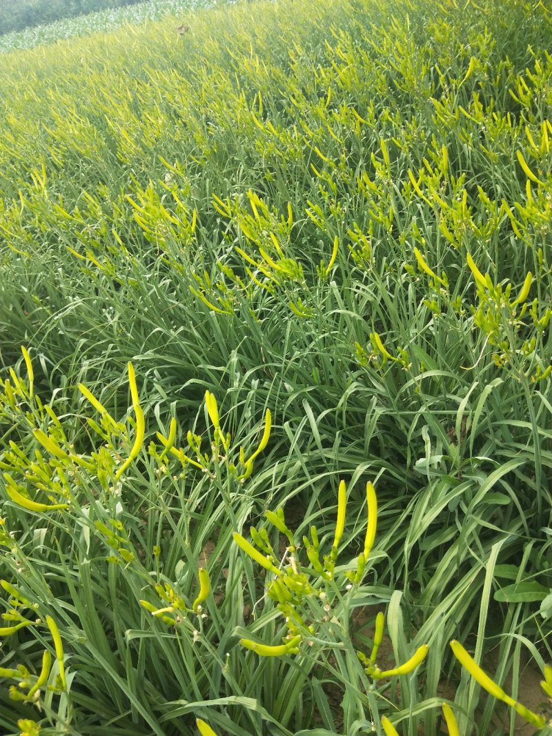 大量供应黄花菜