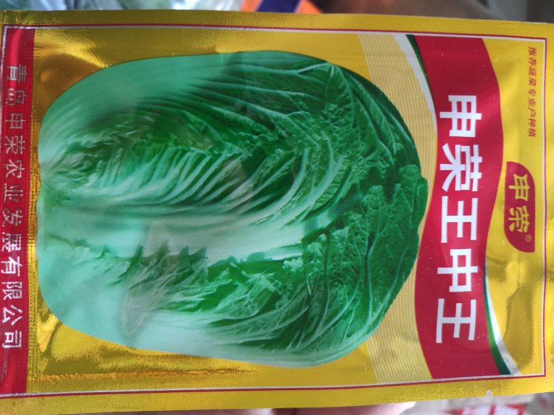 大白菜种子申荣王中王大白菜种子，秋季种植抗病高产大白菜