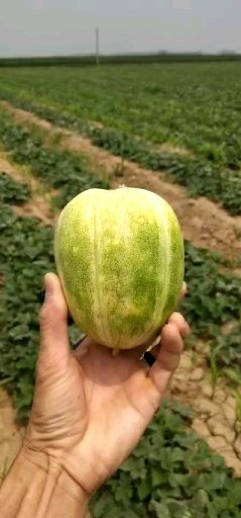 忻州甜瓜大量上市