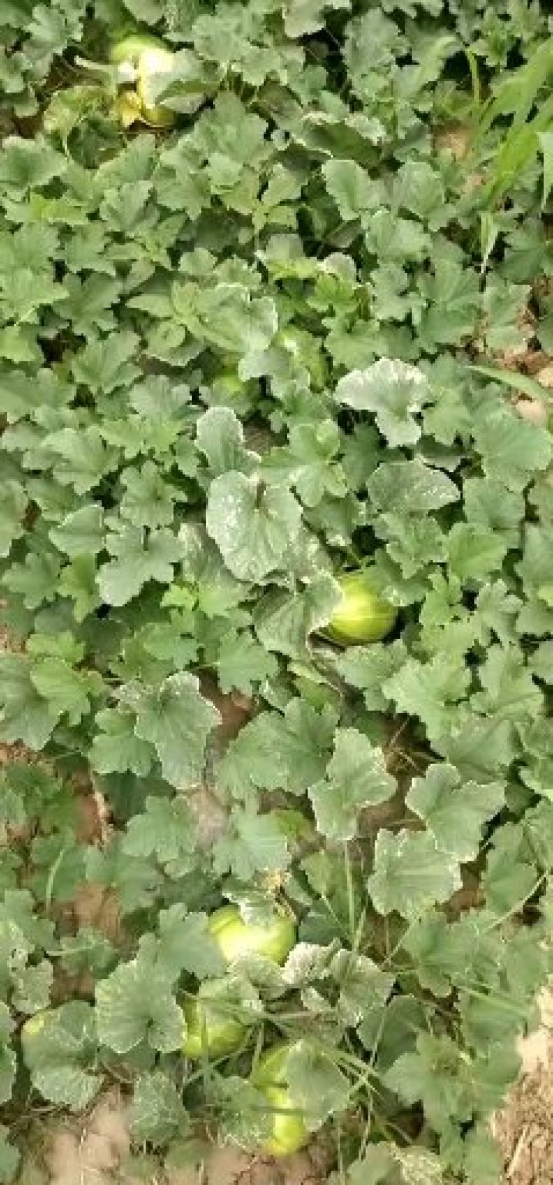 忻州甜瓜大量上市