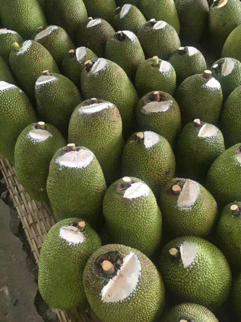 提供大量越南优质菠萝蜜