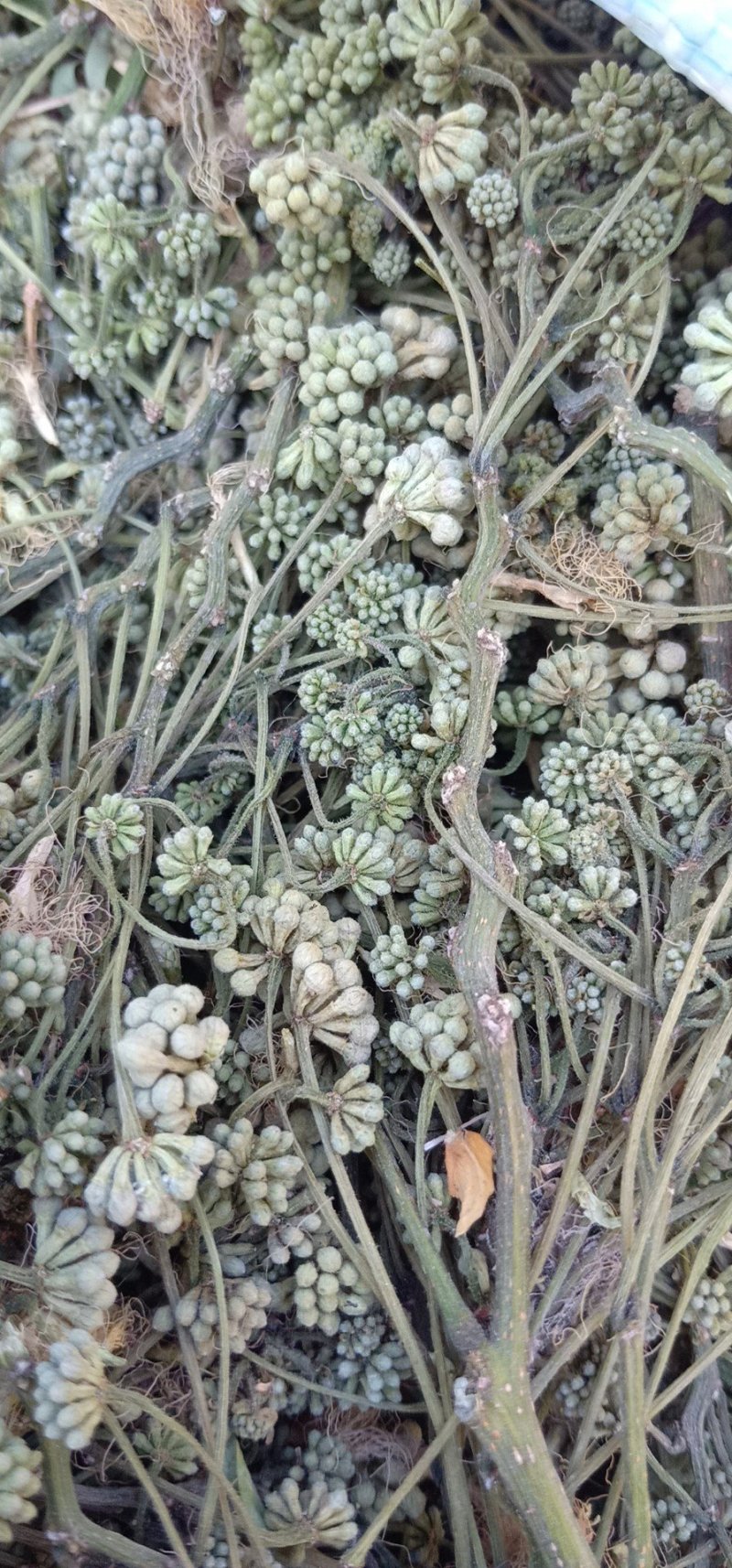 合欢米，合欢花米，榕花米