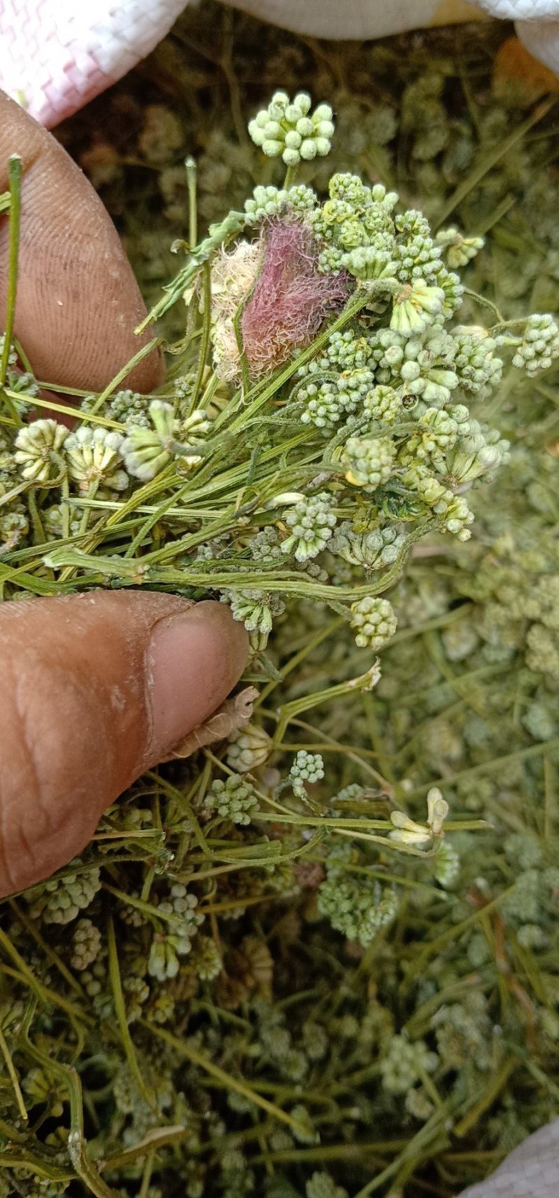 合欢米，合欢花米，榕花米