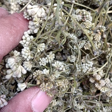 合欢米，合欢花米，榕花米