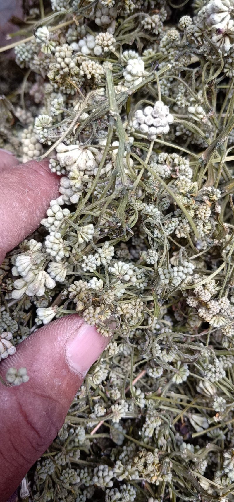 合欢米，合欢花米，榕花米