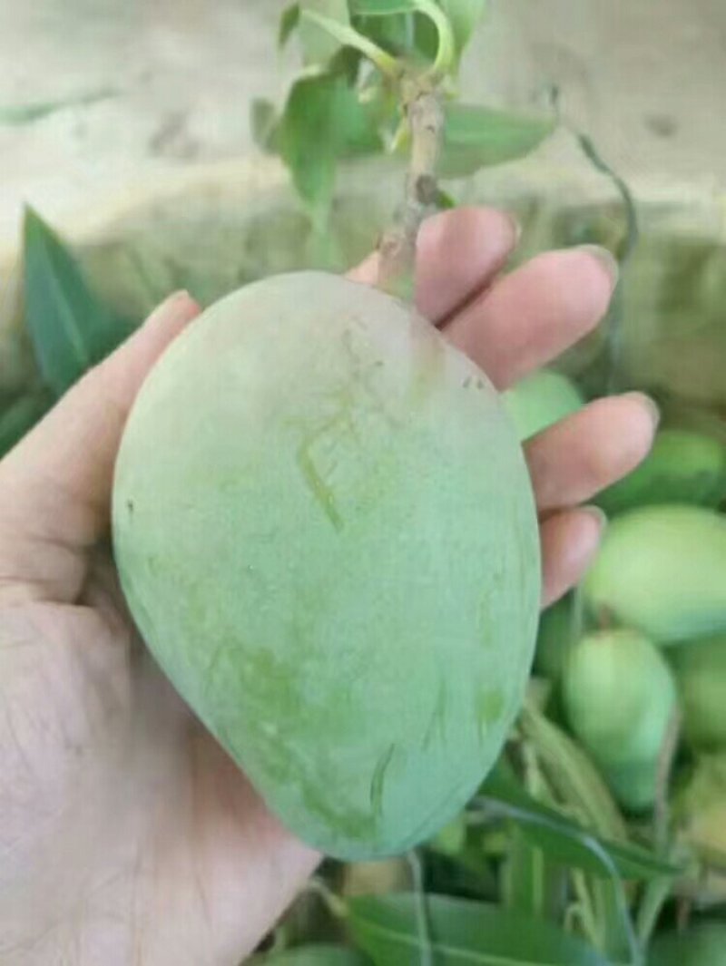 芒果