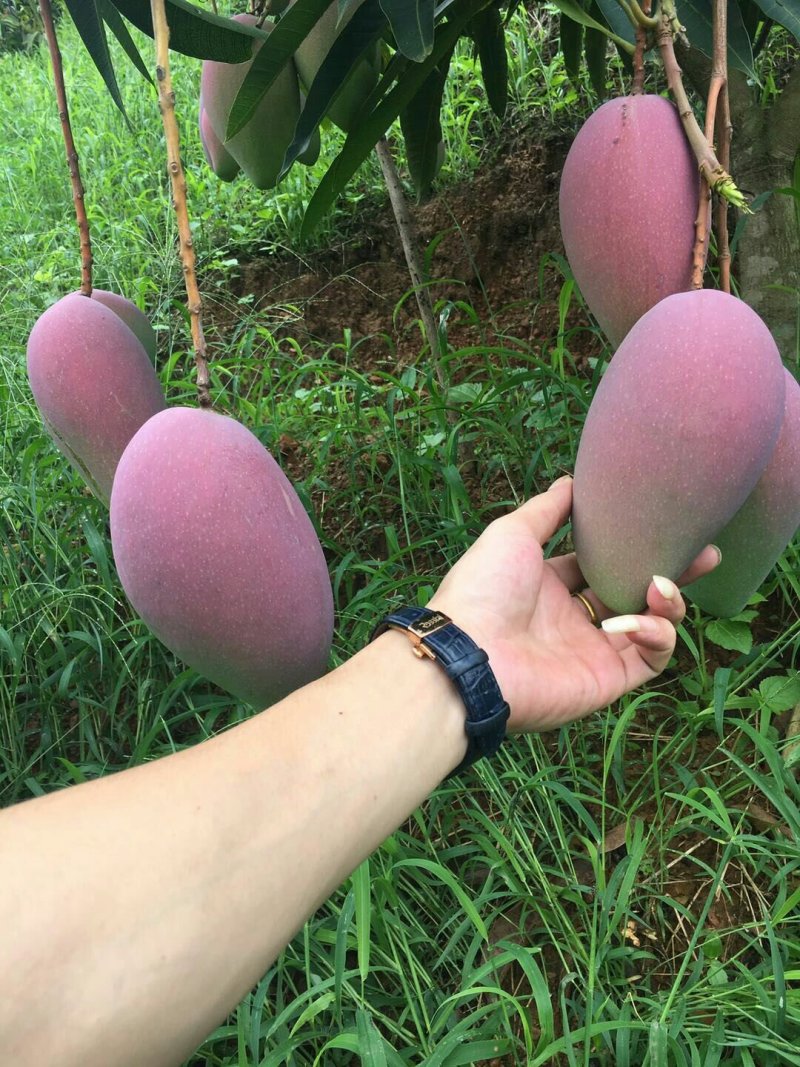 芒果
