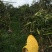 芒果