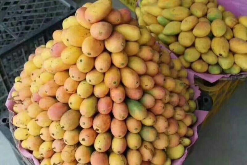 芒果