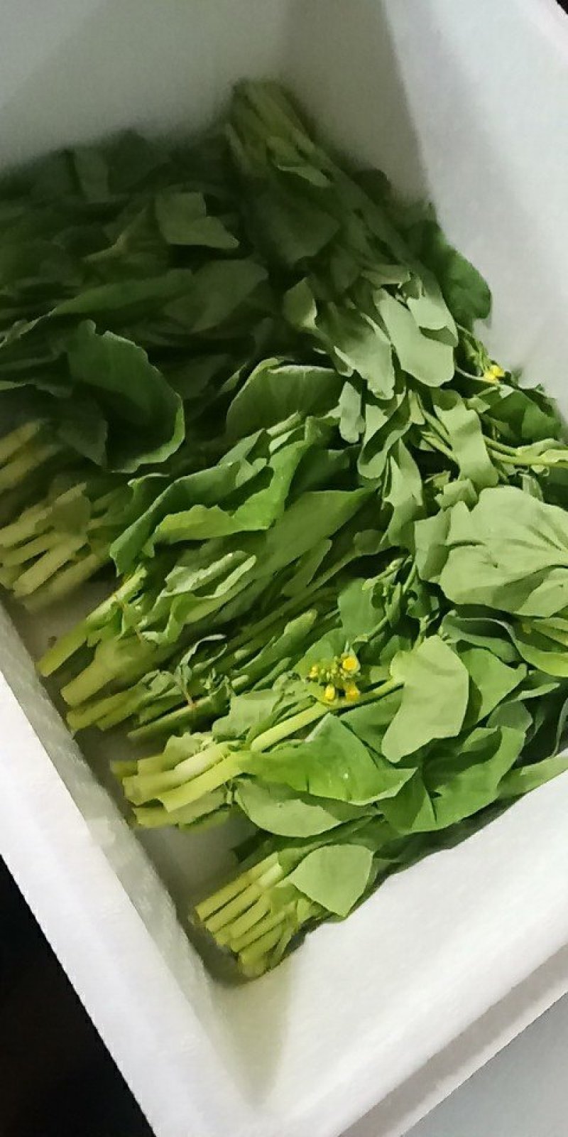 白菜苔