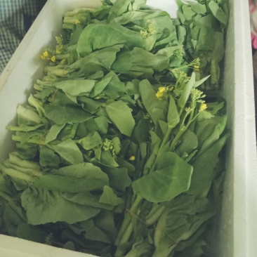 白菜苔