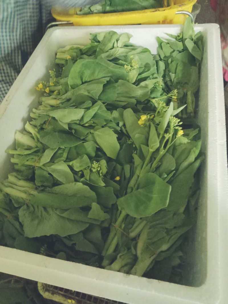 白菜苔