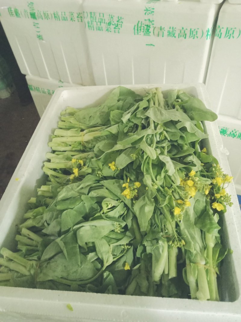 白菜苔